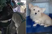 San Diego Hoarder House Horror: 140 Animals Rescued From Filthy Conditions
