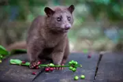 Science Reveals Why Kopi Luwak Coffee's Aromatic Secret Lies in Civet Digestion