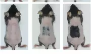 Scientific Breakthrough: Baldness Cure Discovered as Mice Regrow Hair in Just 20 Days