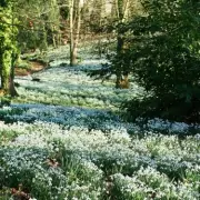 Secret Valley Garden: Cornwall's Hidden Paradise With Rare Plants And Waterfalls