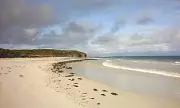 Shark Attack Horror: Surfer Fights Off Predator in Kangaroo Island Waters