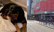 Shocking CCTV Footage Shows Teenagers Brutally Kicking Defenceless Rottweiler in Convenience Store Attack