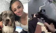 Shocking Moment Armed Police Shoot Dead XL Bully After Nine-Stone Dog Escapes and Goes on Rampage Through Residential Street