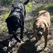 Shocking Moment Dad and Daughter Watch Stranger Viciously Stab Their Dog in Broad Daylight