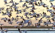 Silent Skies: The Ominous New Bird Behaviour That Has Scientists Deeply Concerned