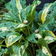 Slug Wars: The 7 Plants These Slimy Garden Pests Absolutely Despise