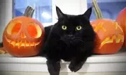 Spanish Council Bans Black Cat Adoptions Before Halloween Amid Welfare Fears