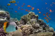 Spectacular Deep-Sea Discovery: Pristine Coral Reef Found Off Italian Coast Near Naples
