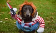 Spooktacular Dachshund Delight: London's Halloween Walk Draws Hundreds of Sausage Dogs in Costume