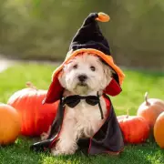 Spooktacular Savings! Get Your Dog Halloween-Ready with 2025's Best Costume Deals