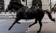 Stampede Through the City: Runaway Military Horses Cause Chaos in Central London