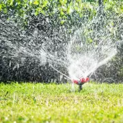 Stop Killing Your Houseplants! The One Watering Mistake You're Making Right Now