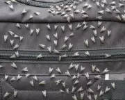 Sydney's Fly Plague: Why the City is Buzzing with Unprecedented Insect Numbers