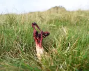 The Devil's Fingers: Britain's Foul-Smelling Fungus That Resembles Something From Hell