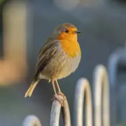The Gardener's Secret: How to Attract Robins Using This Natural Kitchen Item