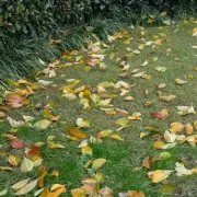 The Gardener's Secret: Transform Your Patchy Lawn Into a Lush Green Paradise With These 5 Simple Tricks