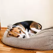 The Simple Dog Walking Trick That's Taking Britain By Storm - Owners Are Amazed