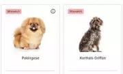 Thinking of getting a dog? The breeds you should absolutely AVOID according to scientific temperament testing