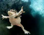 Toad Tunnels & Tarmac Tragedies: Can Britain's Vanishing Amphibians Be Saved From Our Roads?
