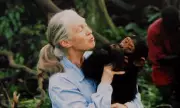 Tragic Final Days of Jane Goodall Revealed: Beloved Primatologist's Peaceful Passing at 91