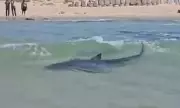 Tragic First: 'Harmless' Shark Species Claims Snorkeler's Life in Scientific Shock