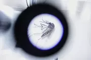 Tropical Disease Alert: Deadly Mosquito Species Could Establish in UK Within Decades