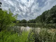 Trump Administration Greenlights Controversial Logging in Ohio's Protected Forest