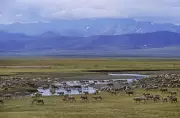 Trump Administration Races to Open Alaska's Pristine Arctic Refuge for Drilling Before Deadline