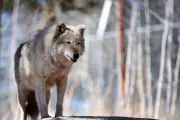 Trump's Colorado Ballot Battle Threatens Gray Wolf Reintroduction Across State Lines