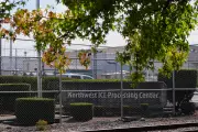 Trump's Controversial Immigration Crackdown Targets Seattle and Tacoma Airports