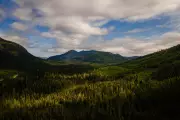 Trump's Radical Forest Plan: Inside the Controversial Proposal to Log Protected Woodlands