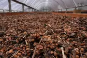 Trump's Tariffs Brew Trouble for World's Most Expensive Coffee from Brazil's Jacu Bird