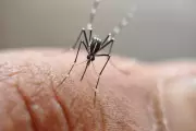 UK Scientists Unleash Genetically Modified Mosquitoes in Groundbreaking Fight Against Dengue and Zika