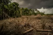 UK Supermarkets Fueling Environmental Crisis Through Unsustainable Soy Imports, WWF Report Reveals