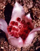 Underground Orchid Sensation: The Flower That Blooms Entirely Beneath the Earth
