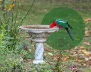 Urban Bird Crisis: Simple City Changes Could Save Millions of Feathered Lives