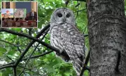 US Government's Controversial Plan to Cull Half a Million Owls Sparks Outrage