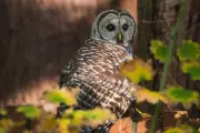 US Senate Blocks Protection for Northern Spotted Owls in Dramatic Environmental Policy Reversal
