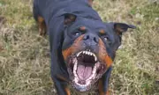 Vets Reveal Heartbreaking Truth: Your Dog's Aggression Could Be Crying Out in Pain