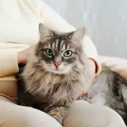 Vet's Urgent Warning: The Shocking Truth About How People Are Getting Pets