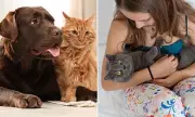 Victoria's Controversial Pet Tax: Premier Jacinta Allan Faces Backlash Over New Animal Levy Proposal