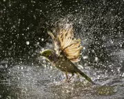 Why Birds Make Life Worth Living: The Surprising Power of Nature's Connection