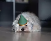 Why Negative Friends Might Be Your Secret Weapon for a Happier Life