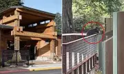 Wild Bear Roams Free in California Zoo After Dramatic Escape - Shocking Footage Reveals All