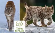 Wildcat Warriors Wanted: Scotland Launches Ambitious Hunt for Lynx Revival Experts