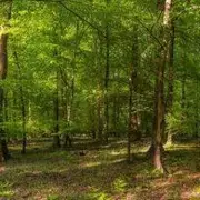 Wildlife Detectives Set Up Secret Cameras After Mysterious Animal Vanishes in English Countryside