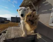 Wildlife Wonders: Elusive Polar Bear Captured on Camera and Whirling Waders Steal the Show