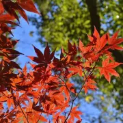 Winter-Proof Your Japanese Maple: Essential Cold Weather Protection Guide