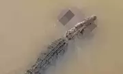 Woman's Miraculous Escape After Being Dragged Away by Crocodile While Bathing in Malaysian River