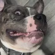 XL Bully Owner's Pet Ghost Shot Dead by Police in Disturbing Merseyside Incident